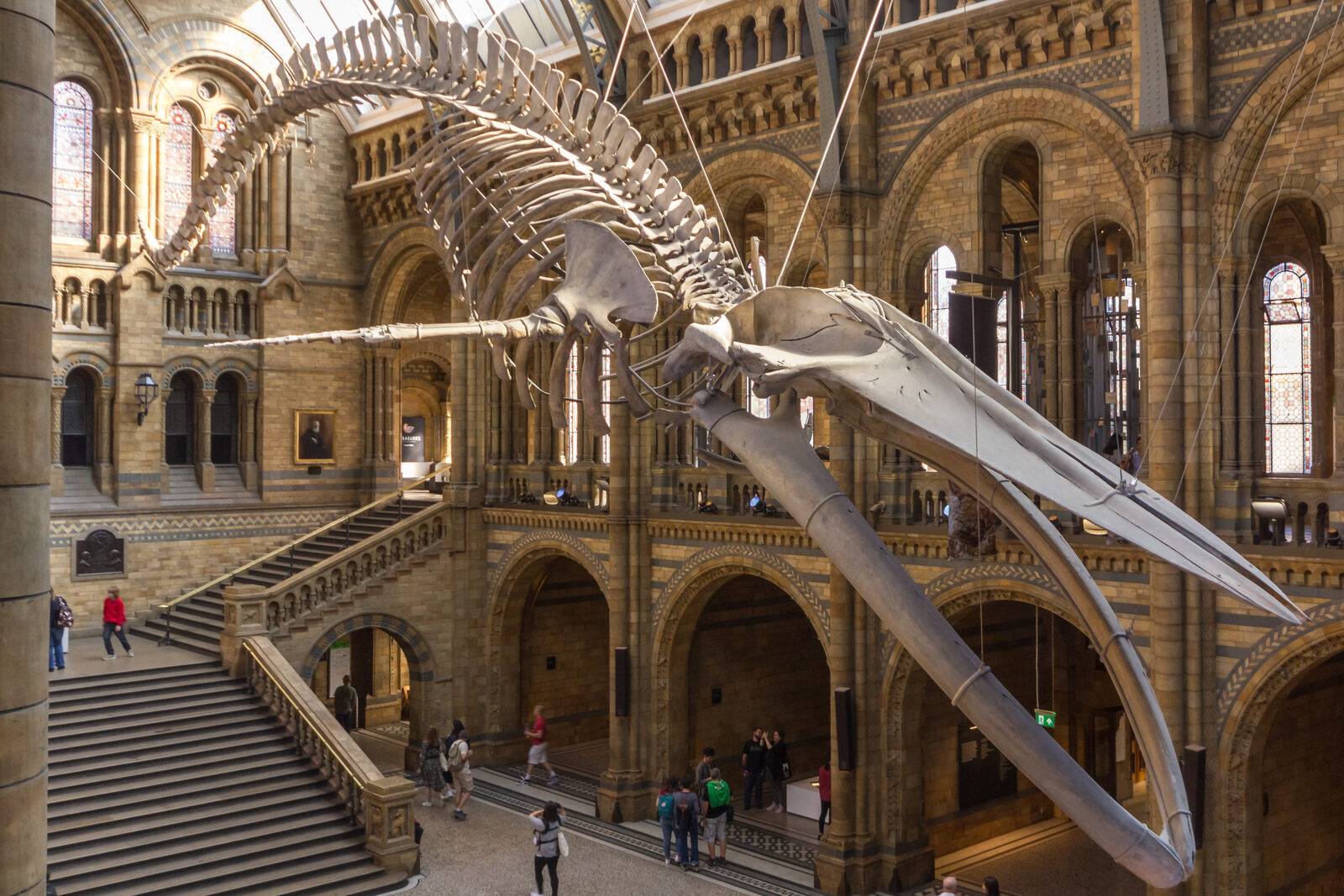 The blue whale skeleton hanging from the ceiling of the main hall, above the grand staircase
