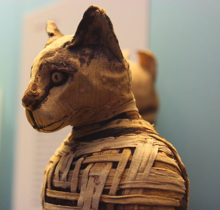 Mummified cat at the British Museum