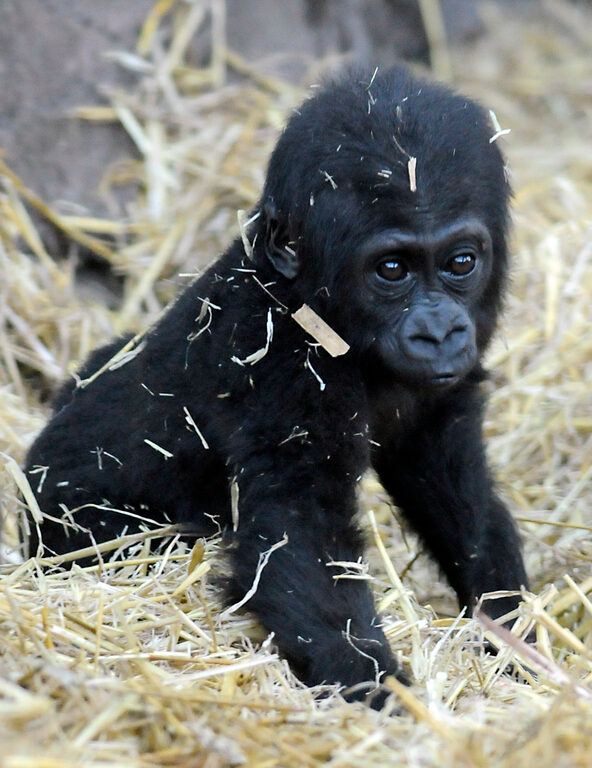 A baby gorilla on all fours in a bed of straw, with bits of straw in its fur