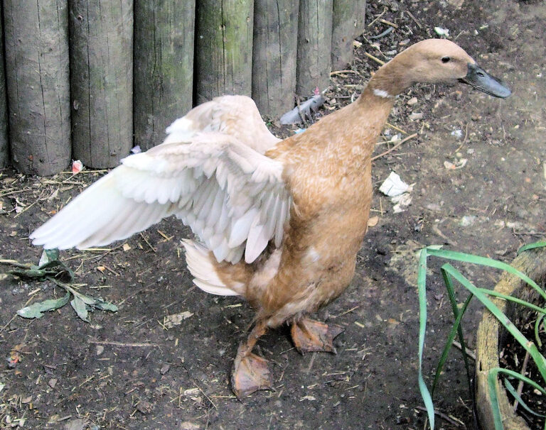 A buff-coloured duck standing on bare earth with its wings stretched out, in front of a fence of wooden posts