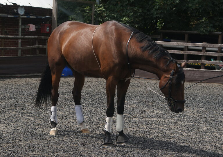 A brown horse in white leg wraps standing on a gravel arena with its head lowered, with wooden fencing and a stable building behind