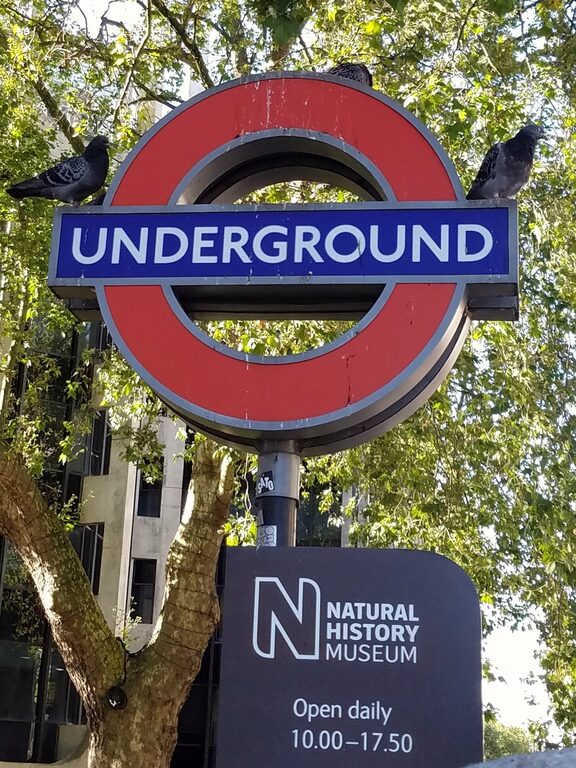Three pigeons perched on top of a red and blue London Underground roundel sign, under a tree, with a Natural History Museum sign on the post below