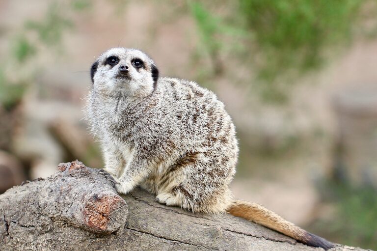 A meerkat sitting on a log and looking up, against a blurred green and sandy background