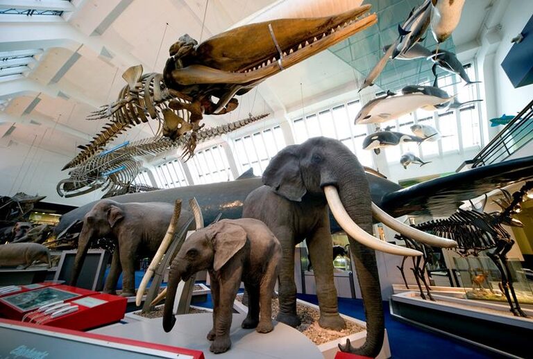 The mammals gallery, with model elephants on the floor and whale skeletons and models hanging from the ceiling