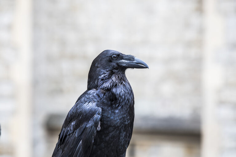 Close-up of a raven's head and shoulders, with glossy black feathers and a heavy black beak