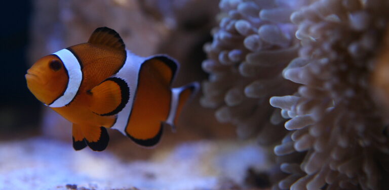 An orange and white striped clownfish swimming beside a sea anemone