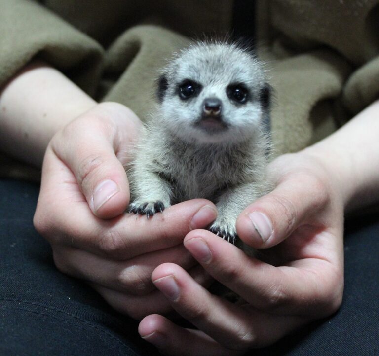 A baby meerkat sitting in a person's cupped hands